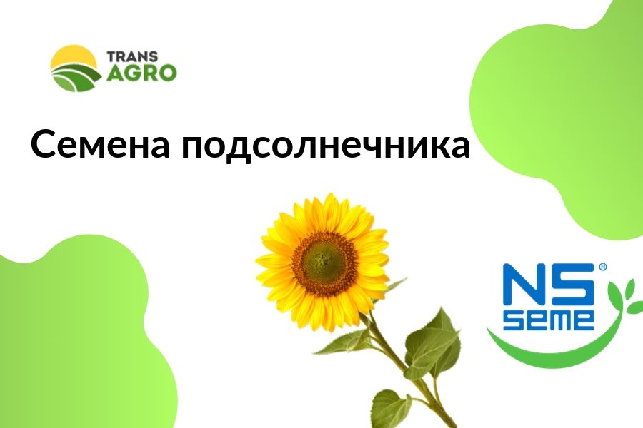 купить семена подсолнечника NS SEME
