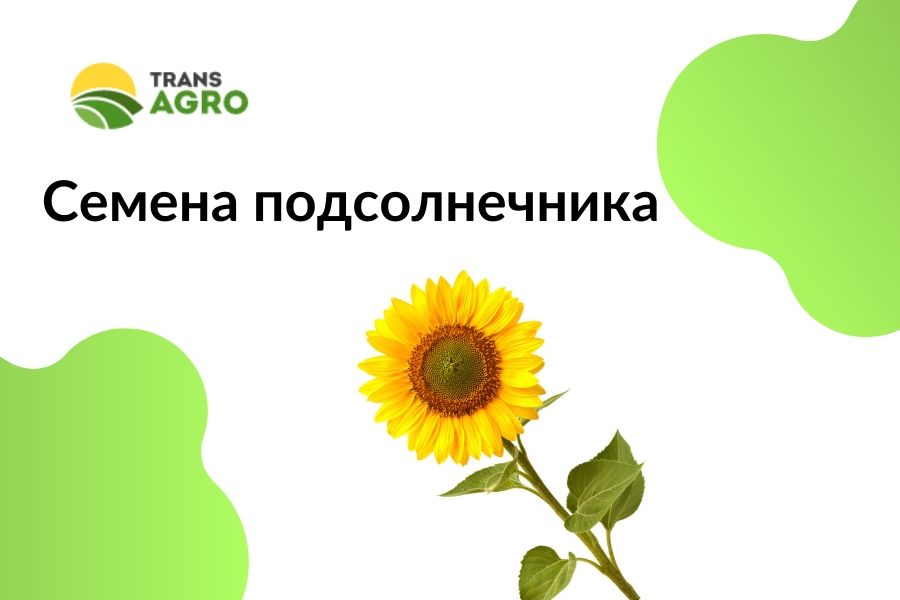 купить семена подсолнечника