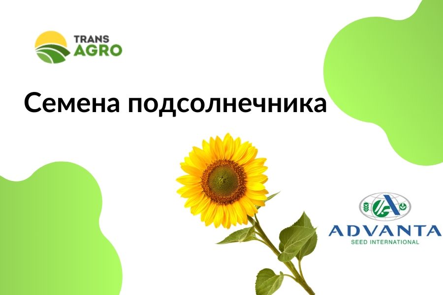 купить семена подсолнечника Адванта (Alta Seeds) 