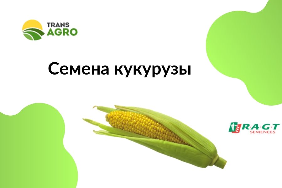 купить семена кукурузы RAGT
