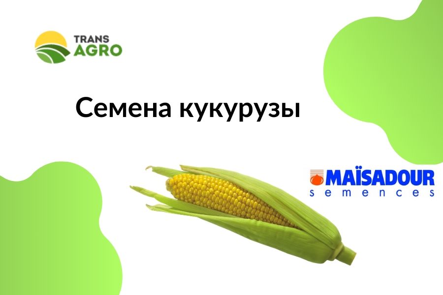 купить семена кукурузы Maisadour (Майсадур)