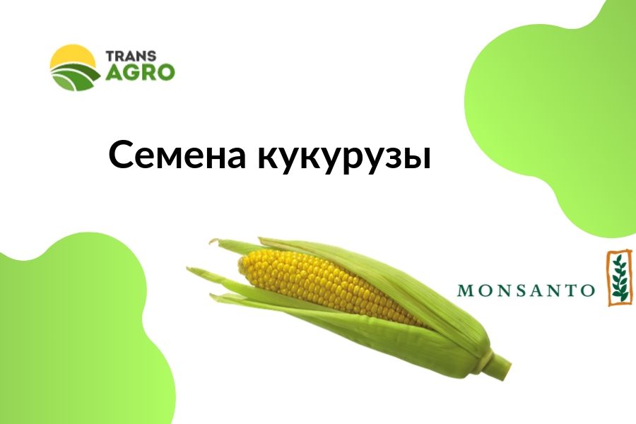 купить семена кукурузы Monsanto (Монсанто)