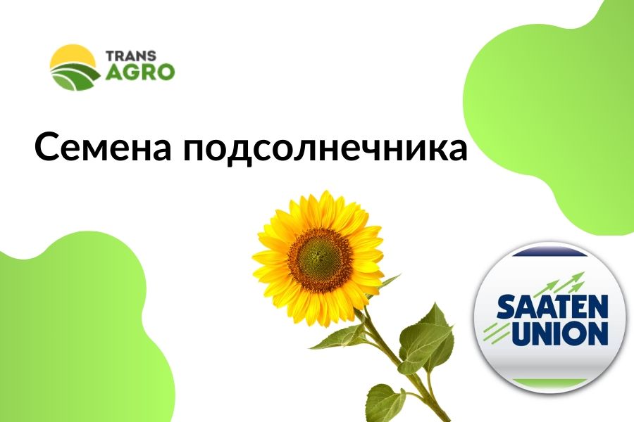 купить семена подсолнечника SAATEN-UNION