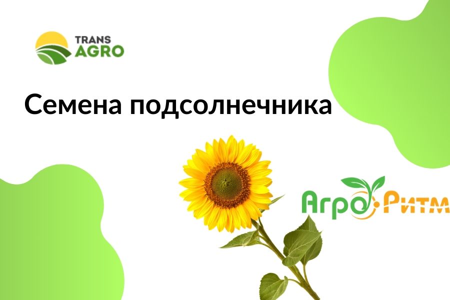 купить семена подсолнечника НВП АгроРитм