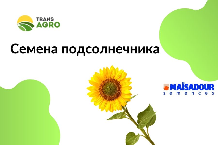 купить семена подсолнечника Maisadour (Майсадур)