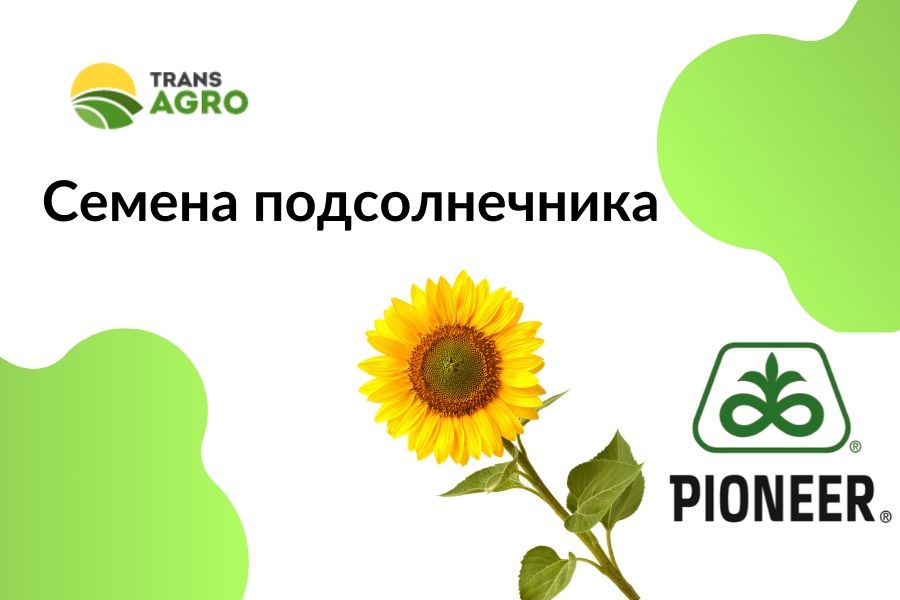 купить семена подсолнечника Pioneer (Пионер)
