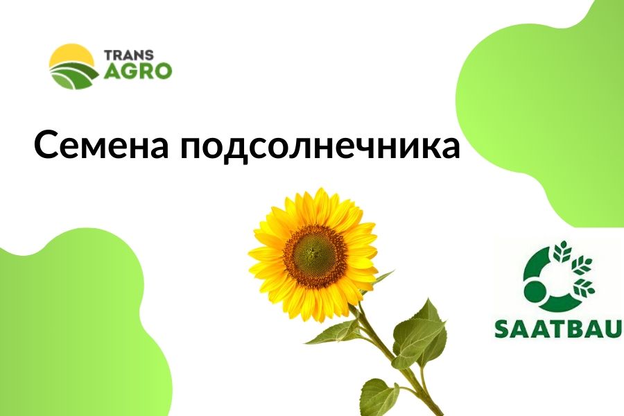 купить семена подсолнечника saatbau-zaatbau 