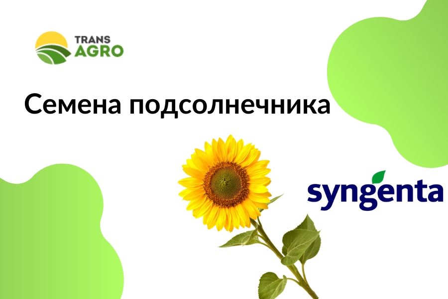 купить семена подсолнечника Syngenta (Сингента) 