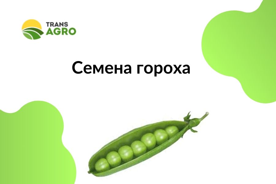 купить семена гороха