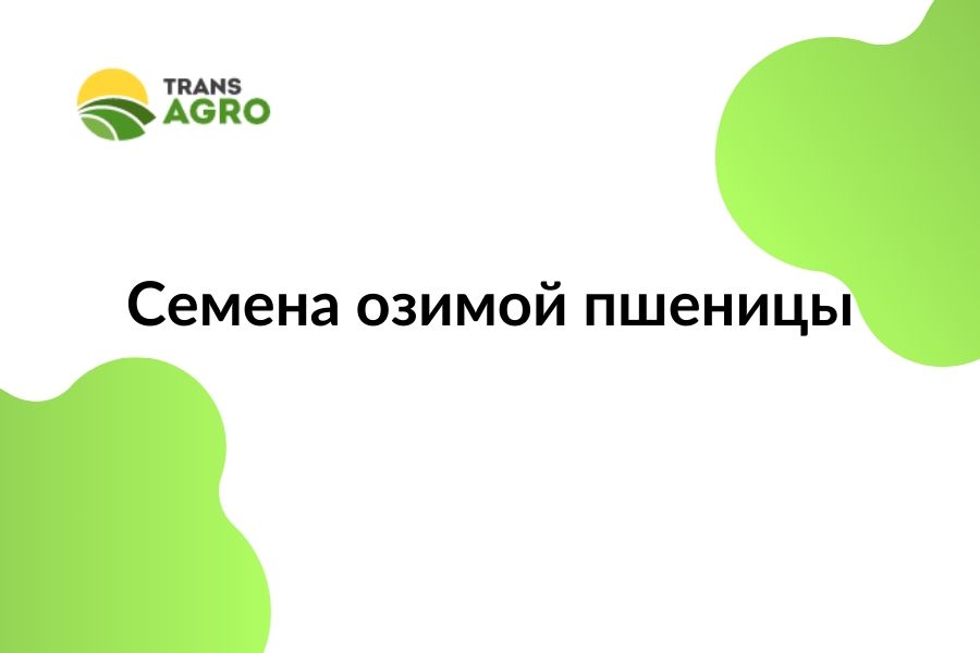 купить семена озимой пшеницы (Импорт) 