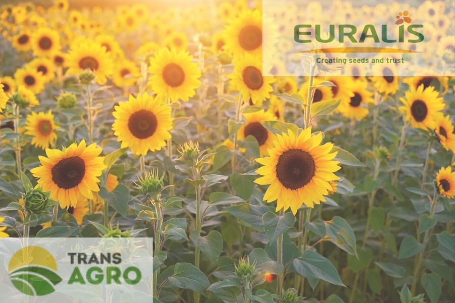 купить семена подсолнуха евралис
