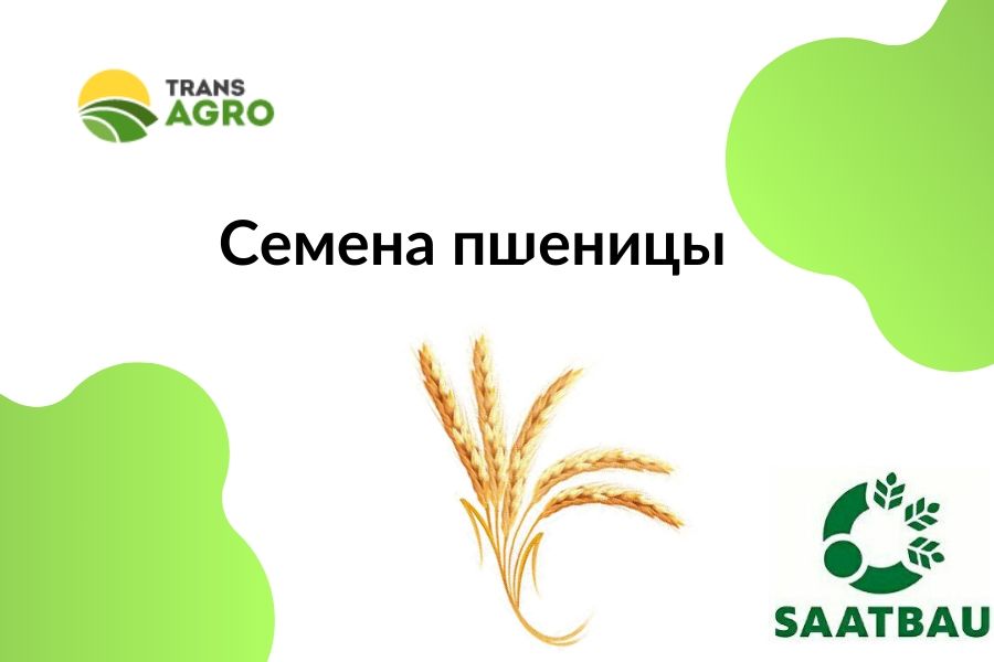 купить семена пшеницы Заатбау (Saatbau)