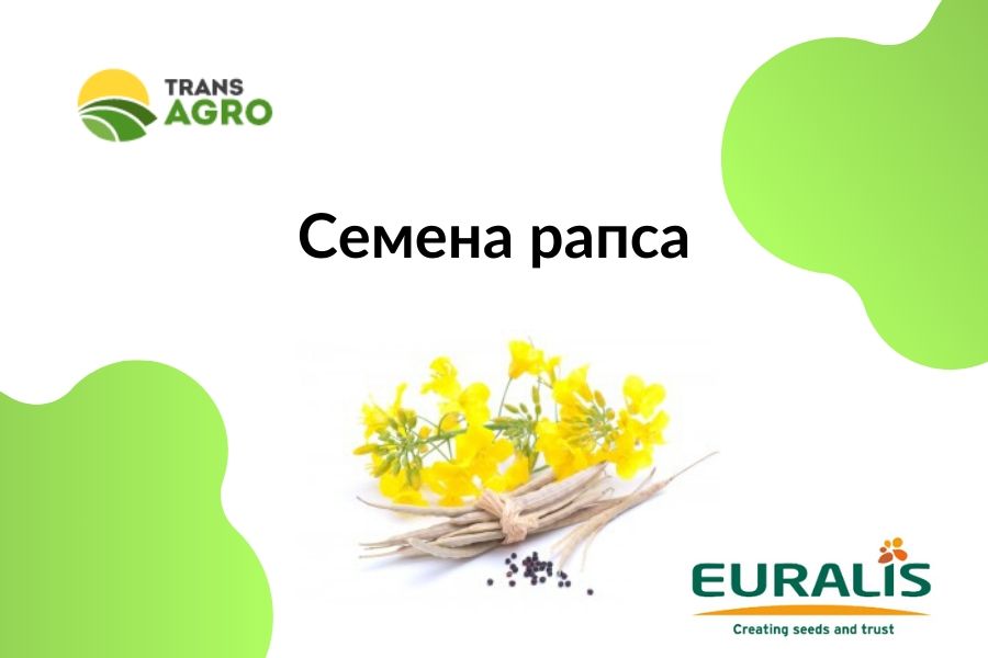 купить семена рапса евралис (euralis)