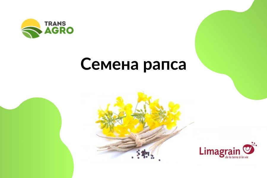 купить семена рапса Лимагрейн (limagrein)