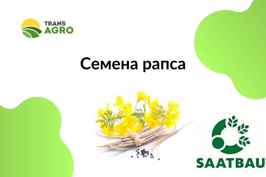 купить семена рапса Saatbau (ЗаатбаУ)
