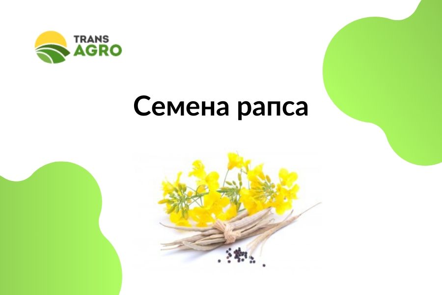 купить семена рапса