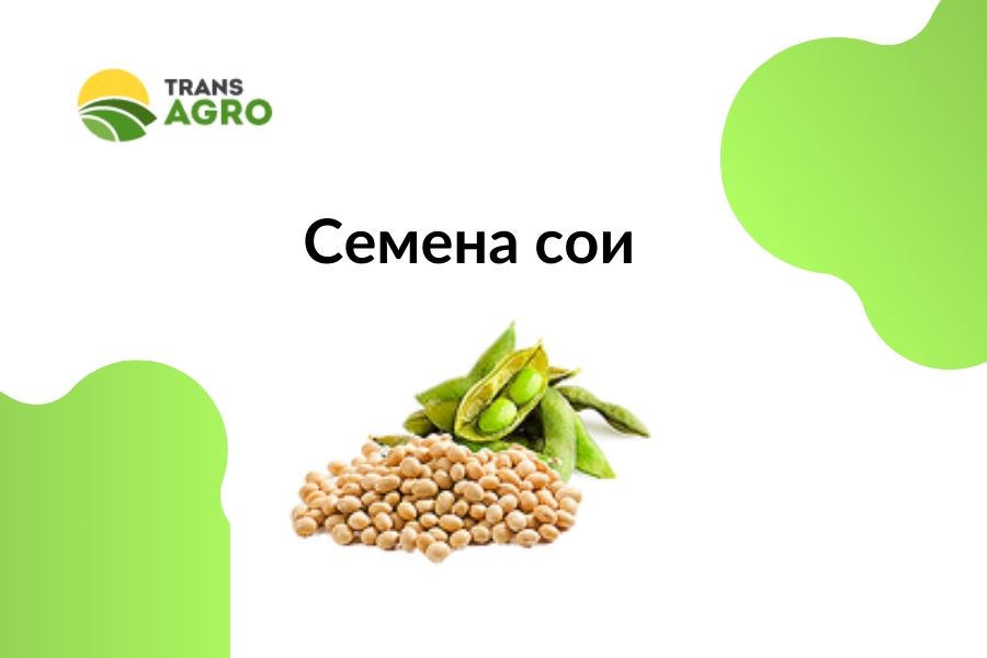 купить семена сои