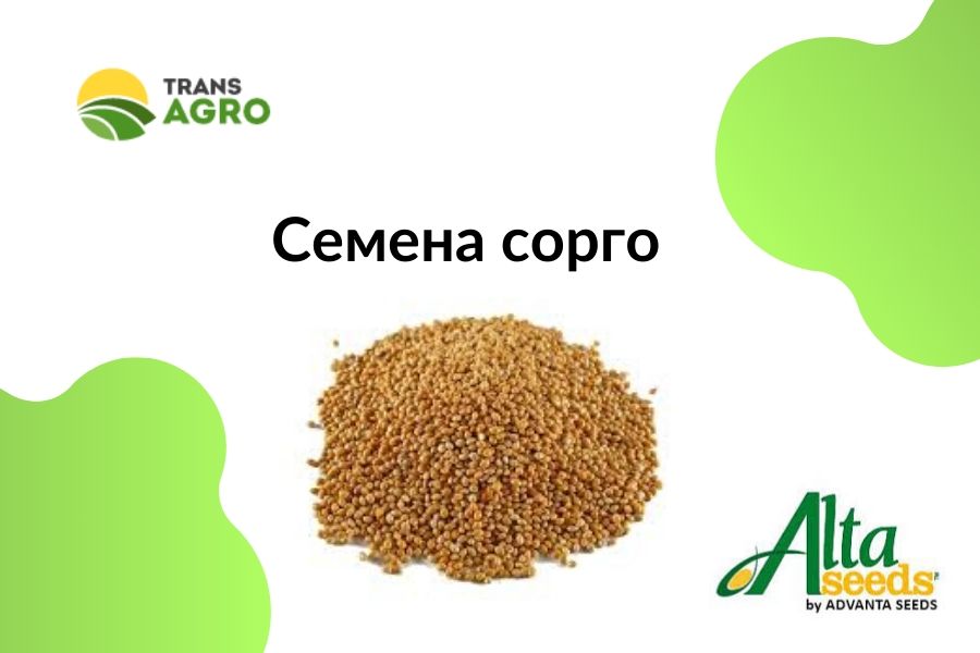 купить семена сорго зерновое Alta Seeds (Адванта)