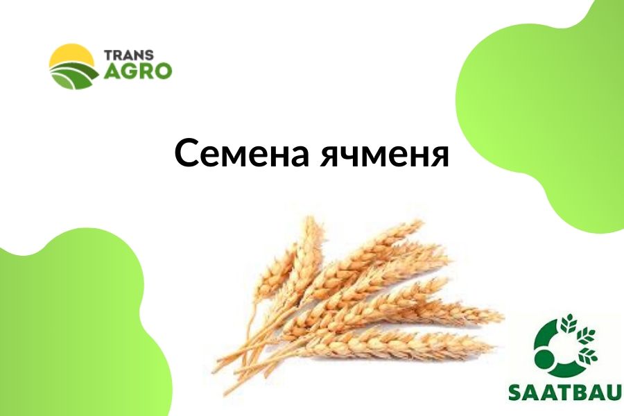 купить семена ярового ячменя ЗААТБАУ (SAATBAU)
