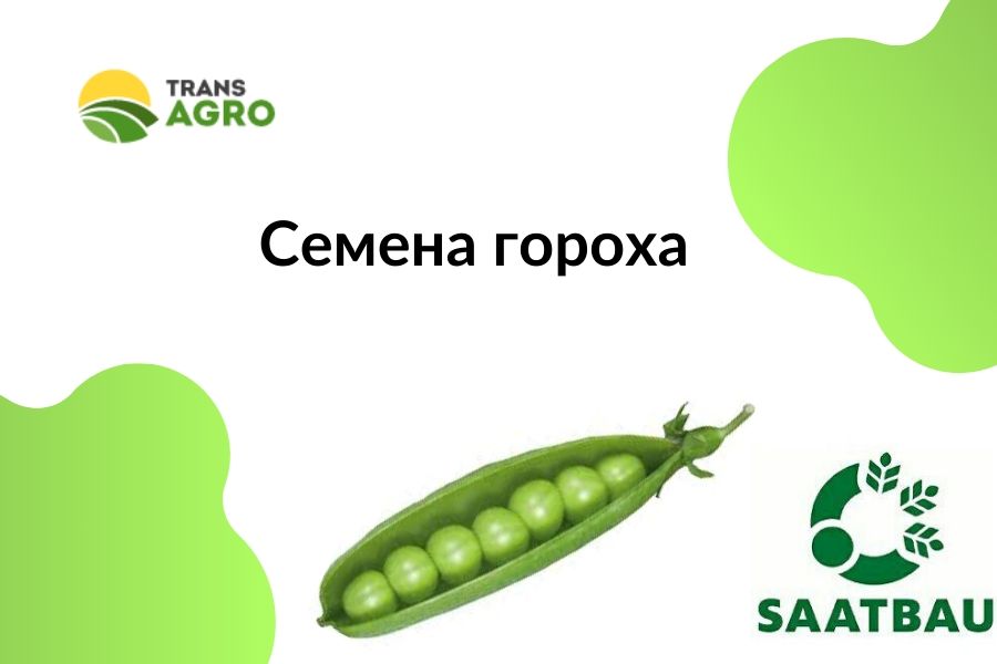 купить семена гороха Saatbau (Заатбау)