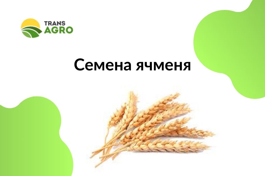 купить семена ячменя