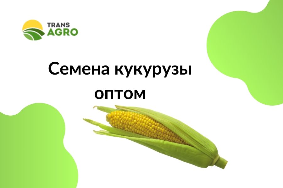 купить оптом семена кукурузы