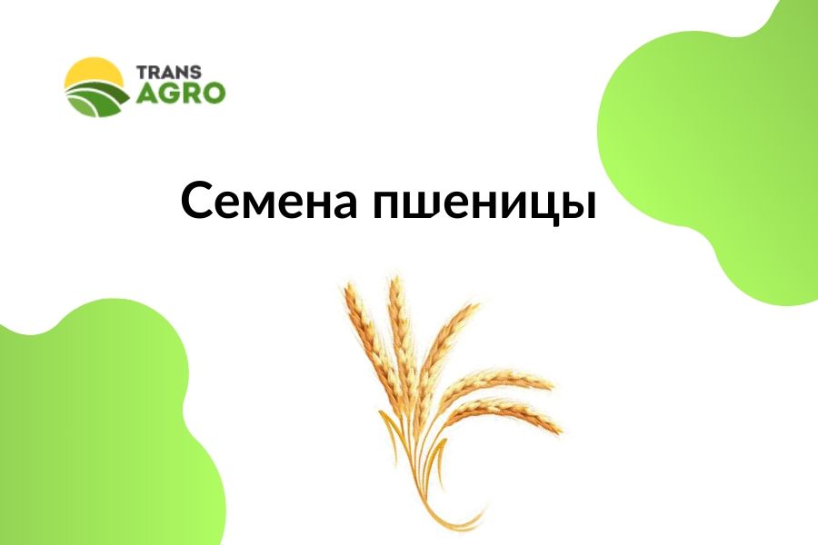 купить семена пшеницы зарубежных селекций в украине