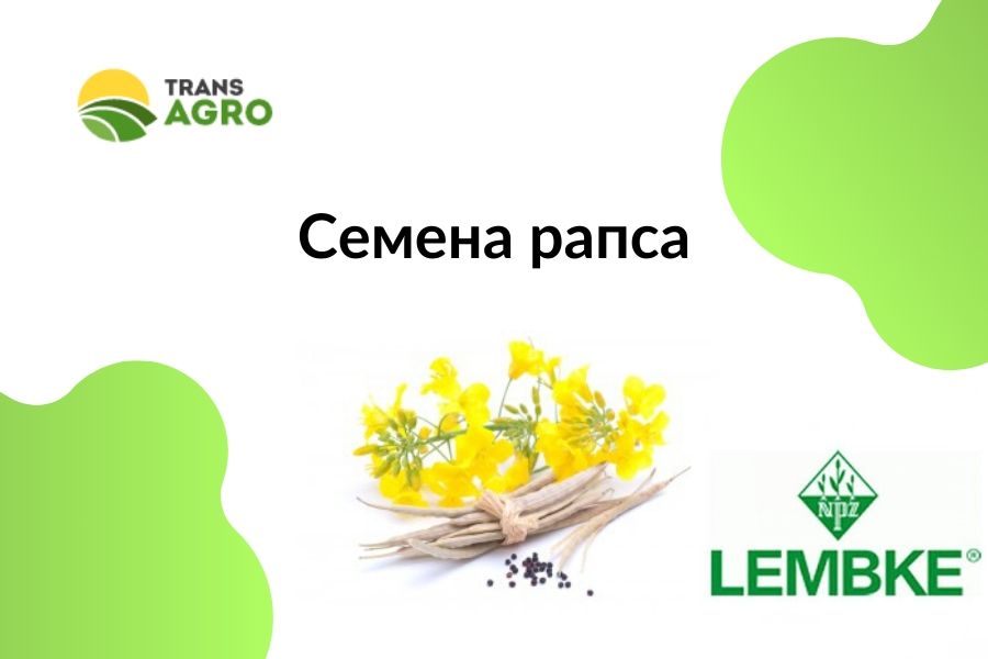 купить семена рапса Лембке (Lembke)