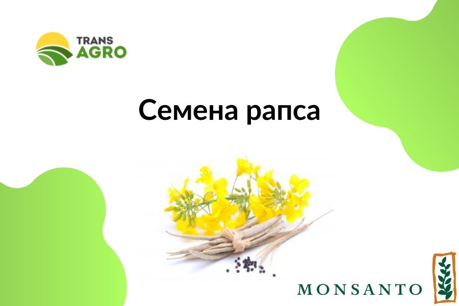 купить семена рапса Монсанто (Monsanto)