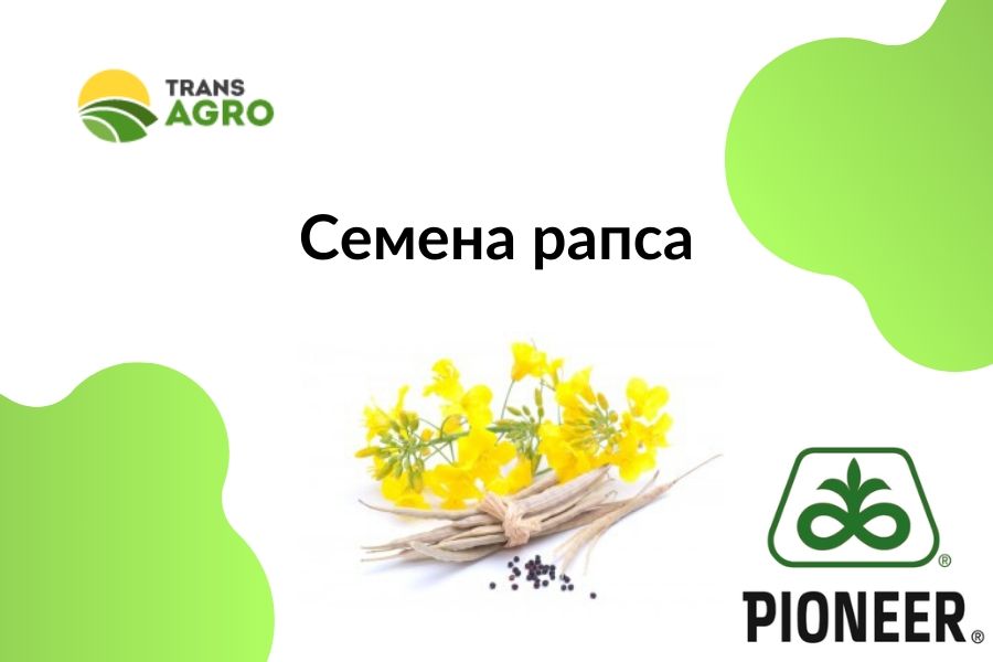 купить семена рапса пионер