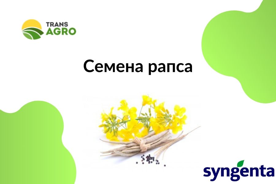 купить семена озимого рапса сигента