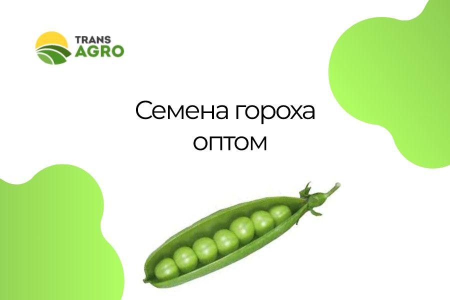 купить семена гороха оптом