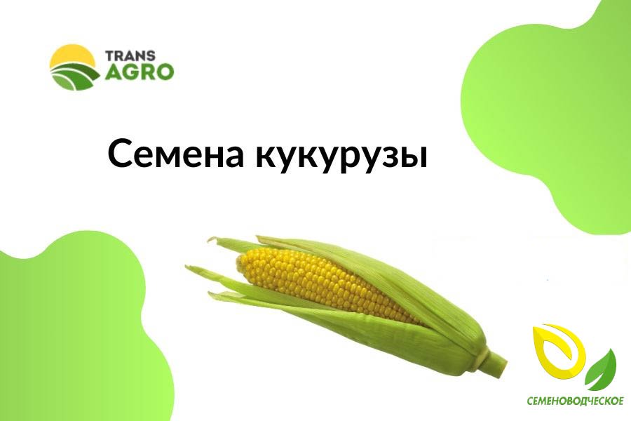 купить семена кукурузы семеноводческое