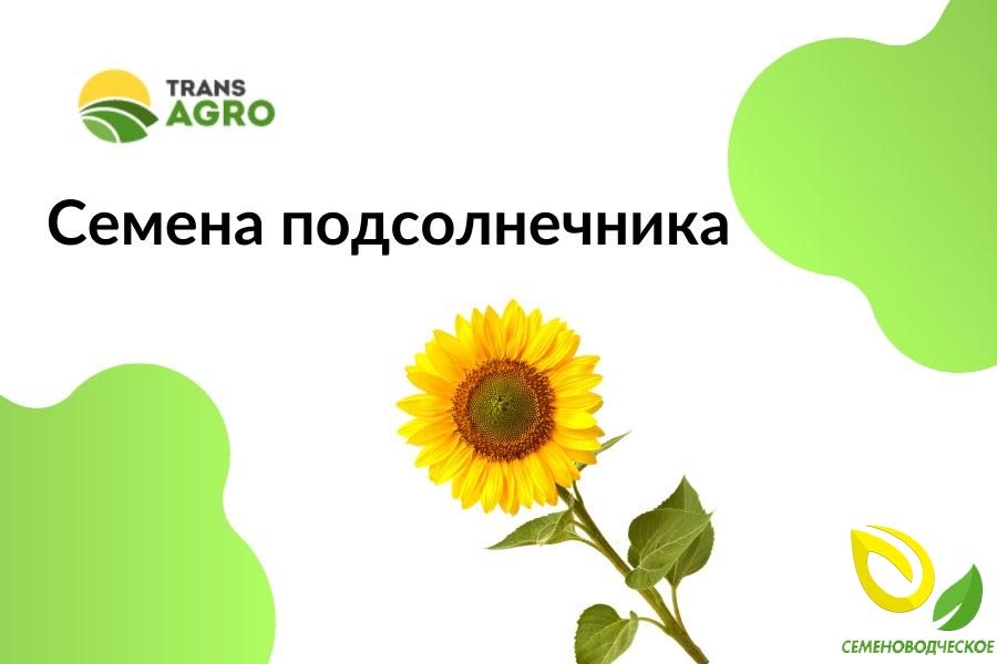 купить семена подсолнечника Семеноводческое