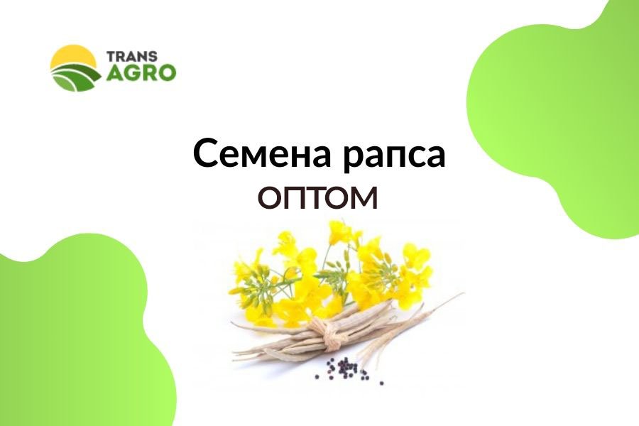 купить семена рапса оптом