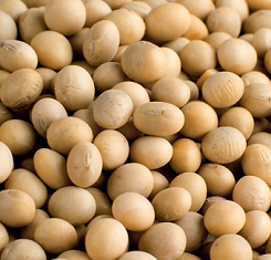 Семена Сои, Хайпро, под Раундап, (HYPRO)