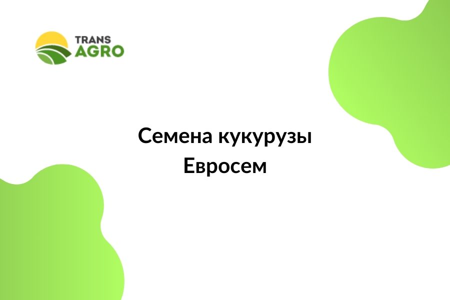 купить семена кукурузы Евросем
