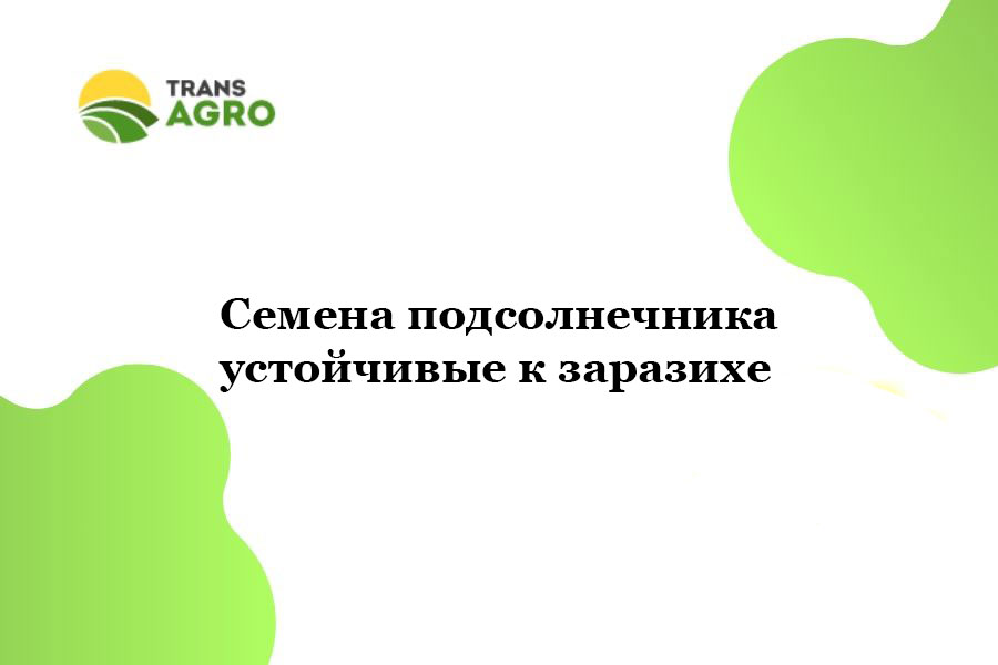 купить Семена подсолнечника устойчивые к заразихе