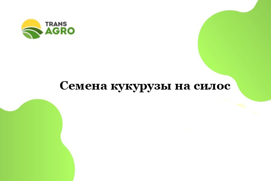 купить семена кукурузы на силос