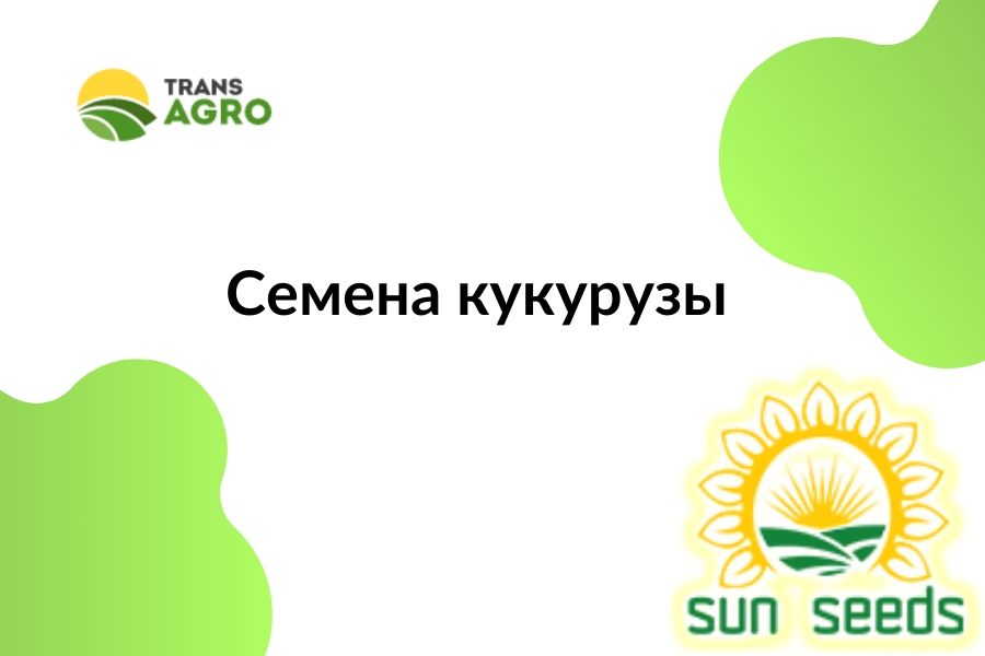 купить семена кукурузы SunSeeds (Сан Сидс)