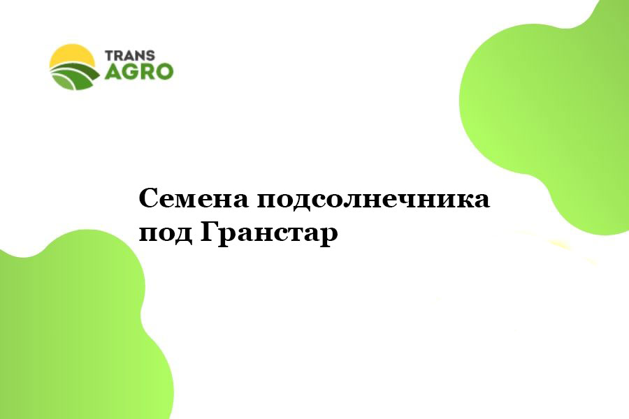 купить Семена подсолнечника под Гранстар