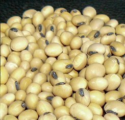 Фунгицид, Syngenta, Хорус 1