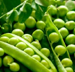 Насіння гороху, Lembke, Саламанка 1