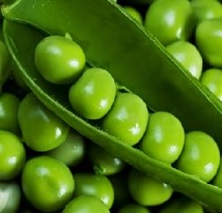 Семена гороха, Lembke, Мадонна 1