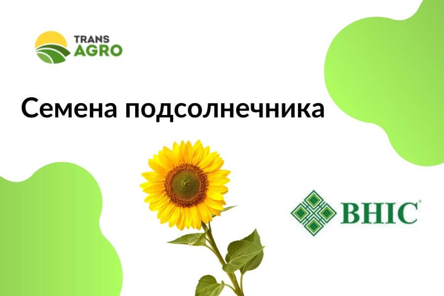 купить семена подсолнечника Внис