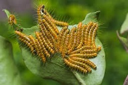 купить инсектициды