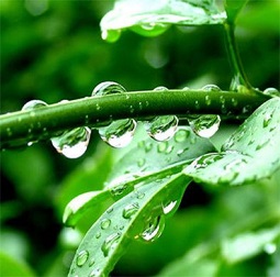 купить прилипатели