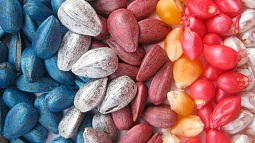 купить протравители