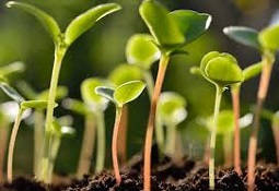 купить стимуляторы роста